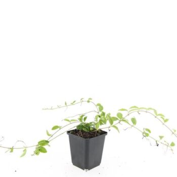 Vinca minor 'Blue and Gold'