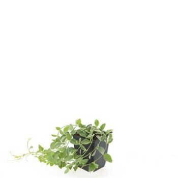 Vinca minor 'Ralph Shugert'