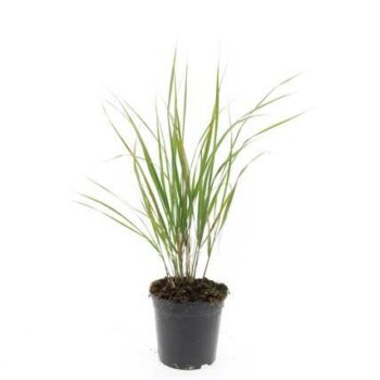 Calamagrostis acut. 'Karl Foerster'