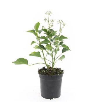 Hedera hel. 'Arborescens'