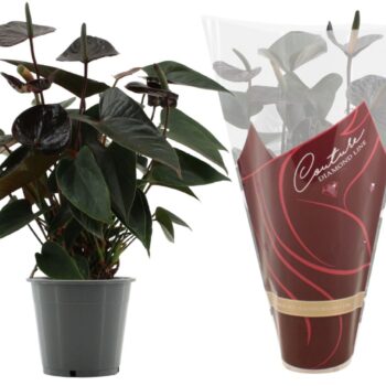 Anthurium Black Love in Couture Diamond sleeve