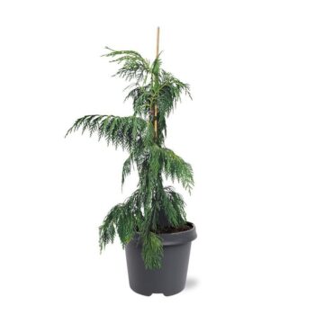 Chamaecyparis nootk. 'Pendula'