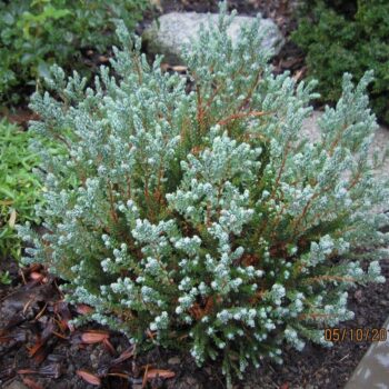 Chamaecyparis thyoides 'Blue Rock'