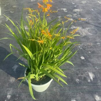 Crocosmia George Davidson