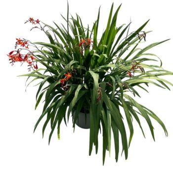 Crocosmia Red King