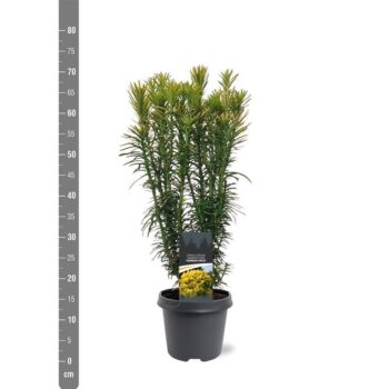 Cephalotaxus harringtonii 'Korean Gold'