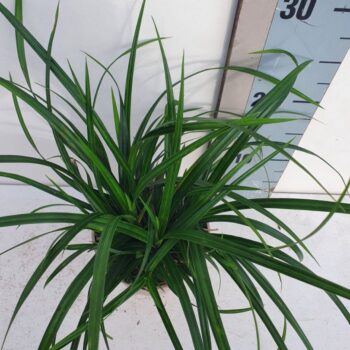 Carex mor. Irish Green