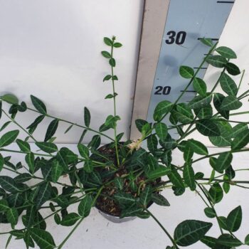 Euonymus fortunei 'Tustin'