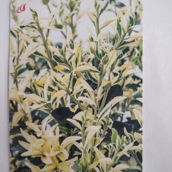 Euonymus jap Annies Spring C1