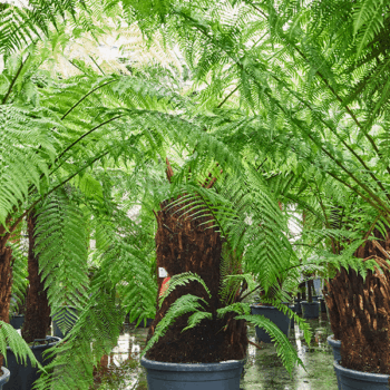 Dicksonia antarctica (180-220) Stem special