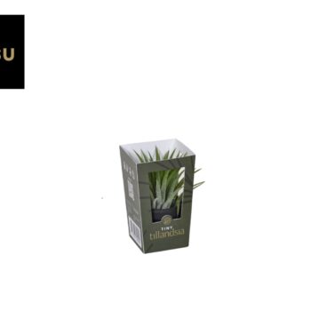 Tiny Tillandsia in zwarte pot