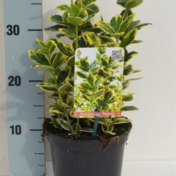 Euonymus japonicus 'Marieke'