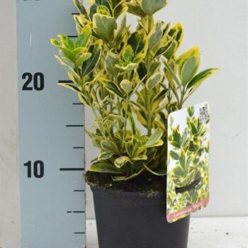 Euonymus japonicus 'Marieke'