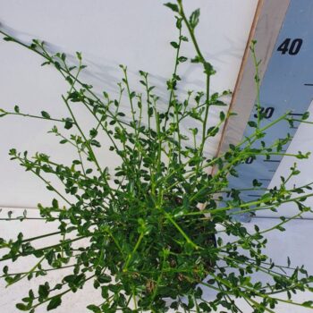 Ceanothus thy. 'Milerpoint'