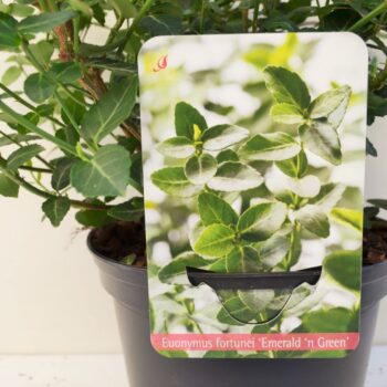 Euonymus fortunei 'Em green'