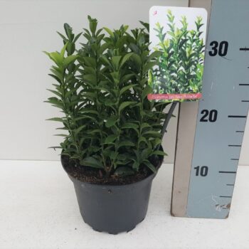 Euonymus jap 'Jean Hugues'