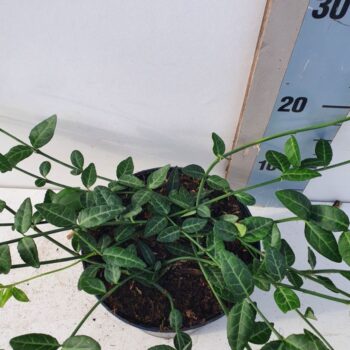 Euonymus fortunei 'Tustin'