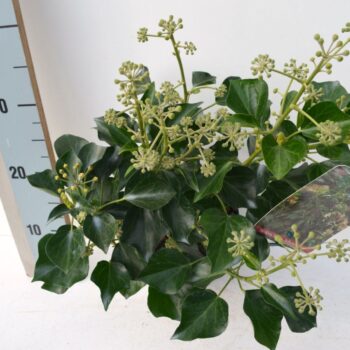 Hedera Helix 'Arborescens'