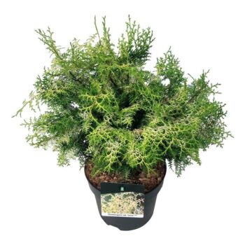 Chamaecyparis o. 'Lucas' PBR