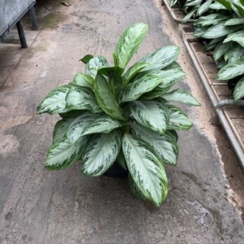 Aglaonema silver bay 25/19 h50