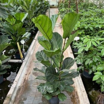 Ficus lyrata 2pp 22/19 h140
