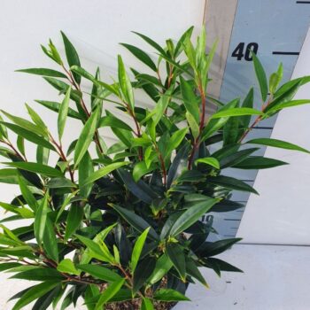 Sarcococca Hookeriana 'Purple GEM'