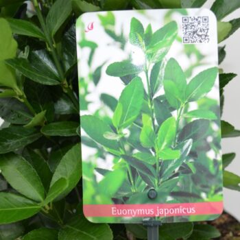 Euonymus Japonicus
