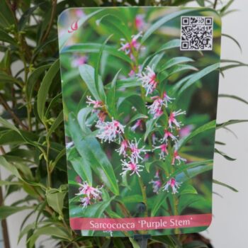 Sarcococca Hookeriana 'Purple Stem'