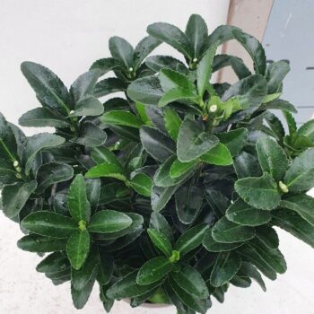 Euonymus japonicus 'Jean Hugues'