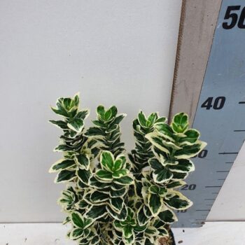 Euonymus jap 'White Spider'