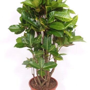 Codiaeum Yellow Petra