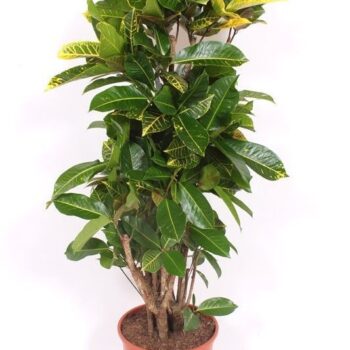 Codiaeum Yellow Petra