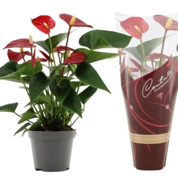 Anthurium Micra