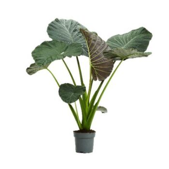 Alocasia Regal Shield