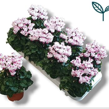 Cyclamen Premium Victoria Wit Roze