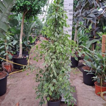 Ficus Benjamina Golden King