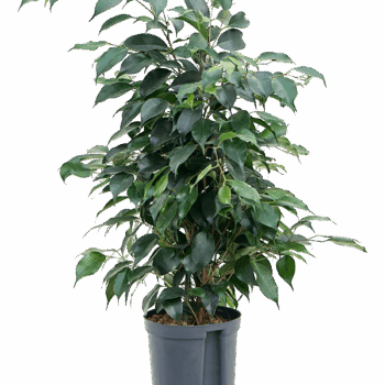 Ficus benjamina 'Danielle' Tuft