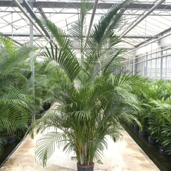 Dypsis Lutescens