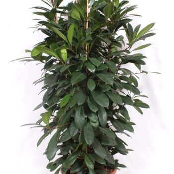 Ficus Cyathistipula