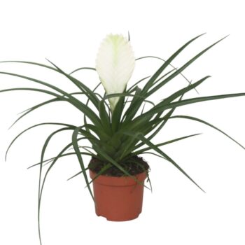Tillandsia cyanea Biancini