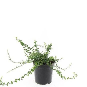 Euonymus fort. 'Minimus'