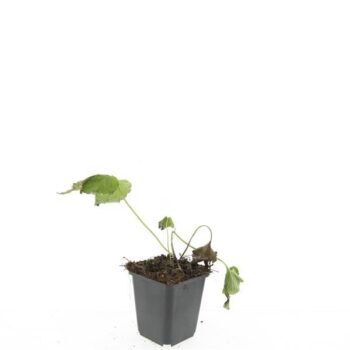 Anemone hyb. 'Honorine Jobert'