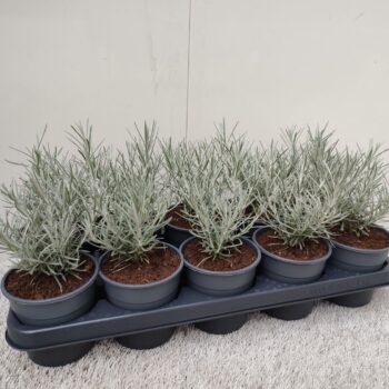 Helichrysum Augustifolium Kari