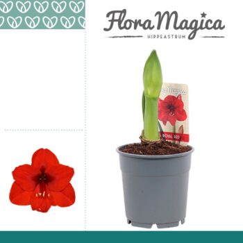 Hippeastrum Royal Red 1 Knop