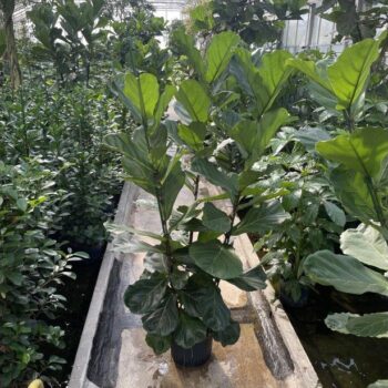 Ficus lyrata 3pp 28/19 h180