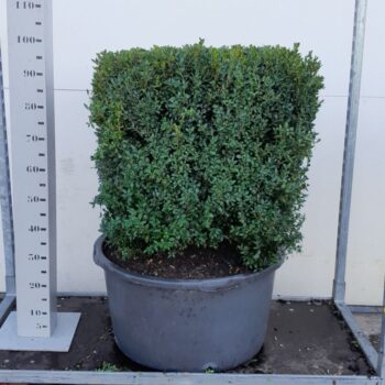 Buxus Sempervirens