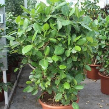 Ficus Benghalensis