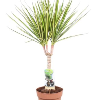 Dracaena Sunray enkele stam - hoogte 65-70