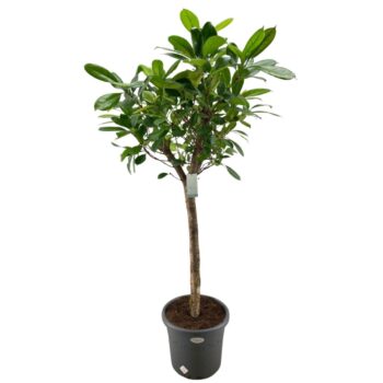 Ficus Cyathistipula