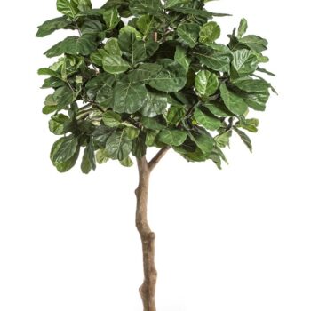 Fiddle leaf giant tree